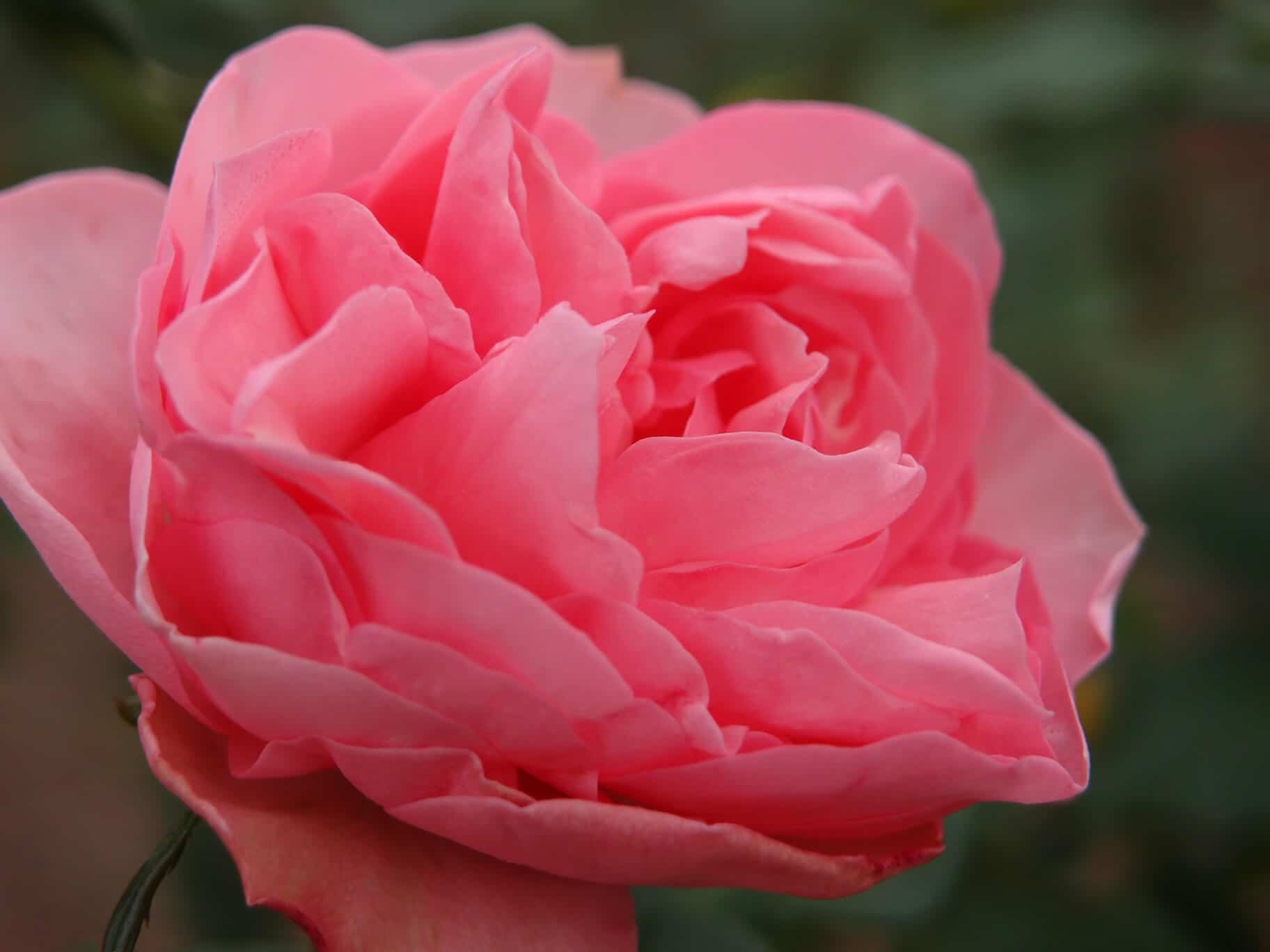 Guy de Maupassant, La Serre & Rose – Écouter Lire