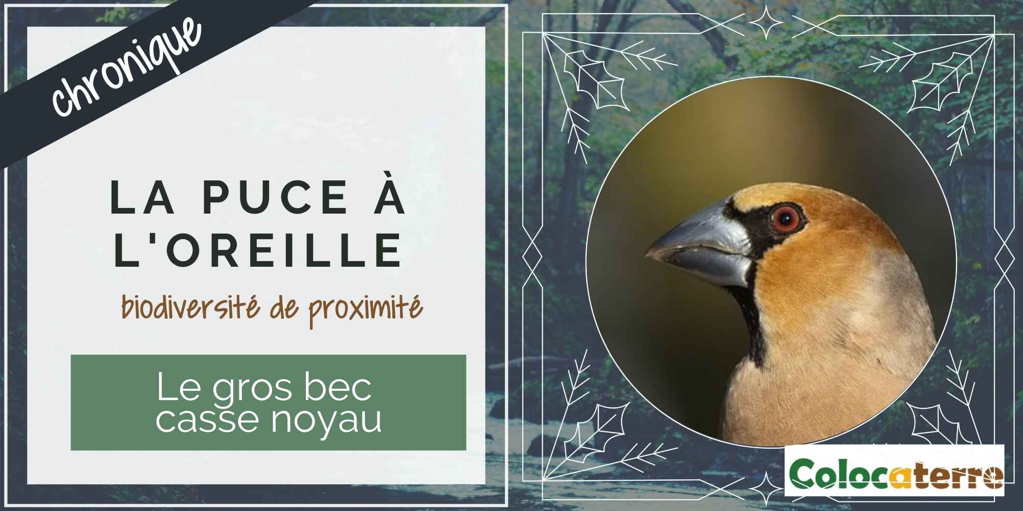 #48 Gros bec casse noyau