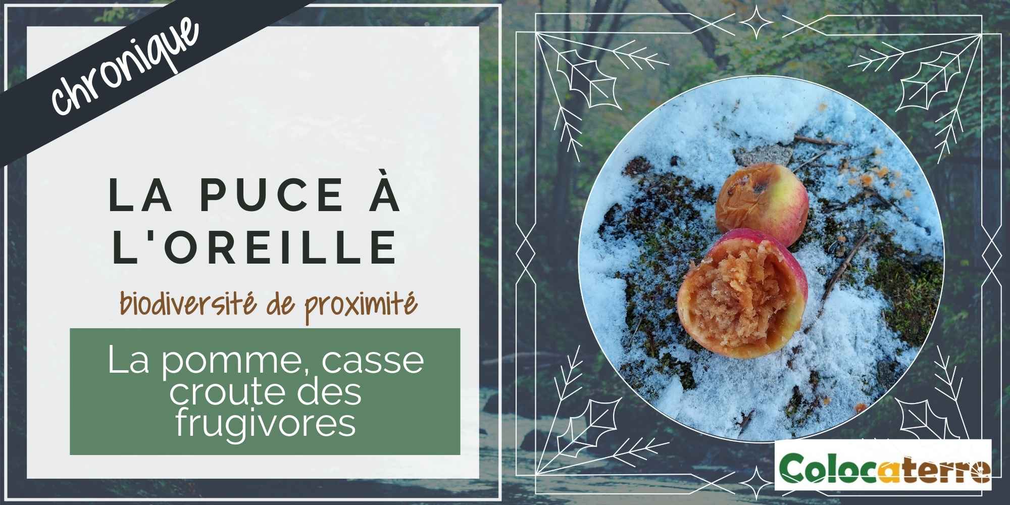 #49 La pomme, casse croute des frugivores