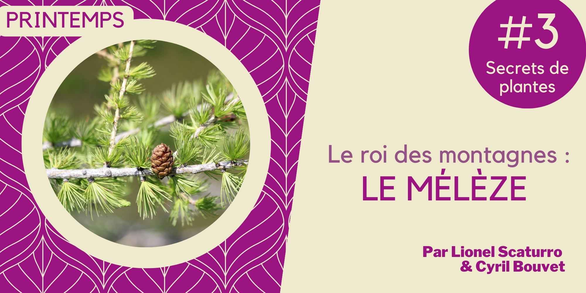#3 – Le roi des montagnes : le mélèze