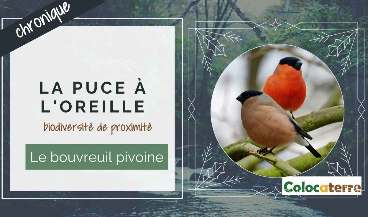 #87 Le bouvreuil pivoine