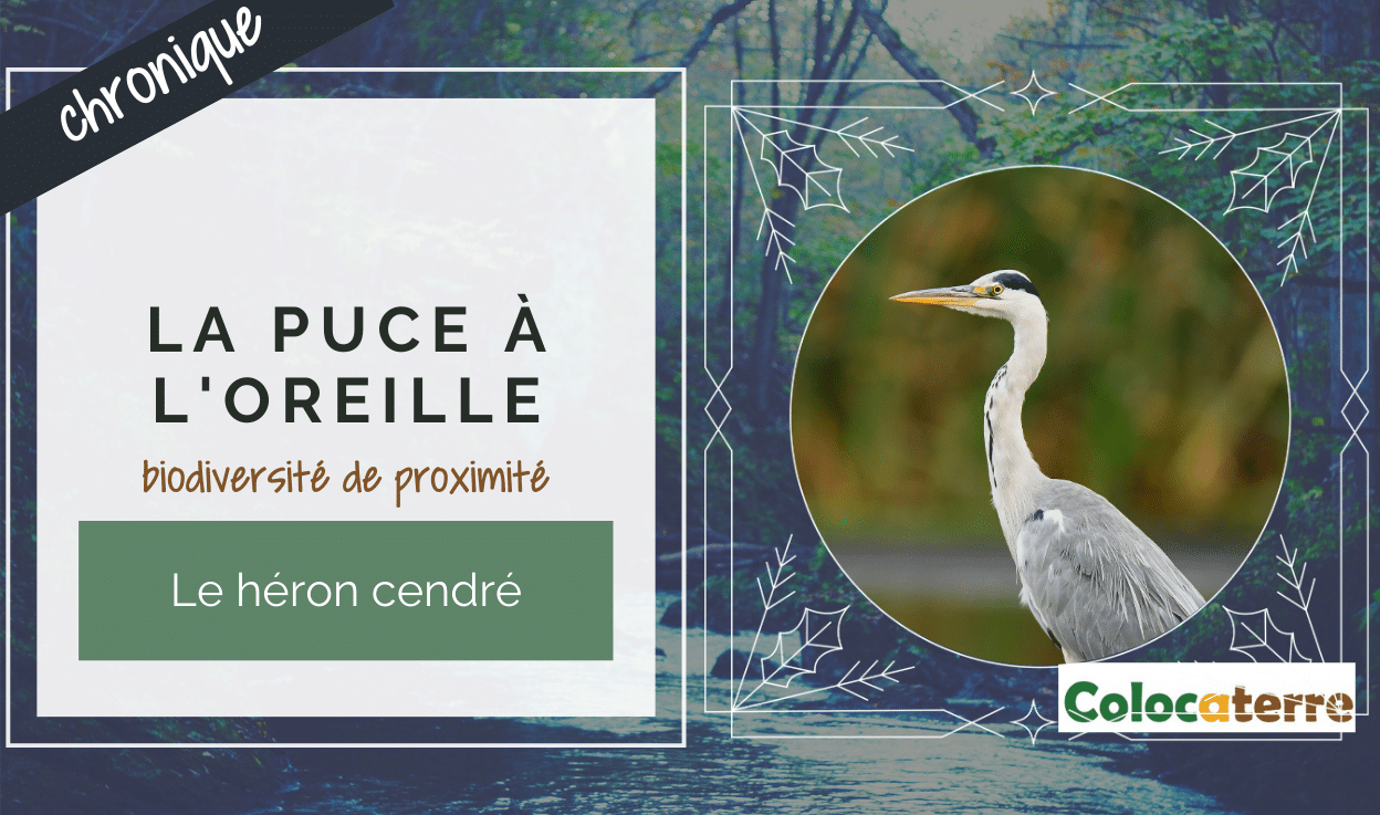 #133 Le héron cendré